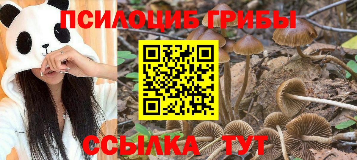Гатчина  Псилоцибиновые грибы Psilocybine cubensis  Вход с VPN 